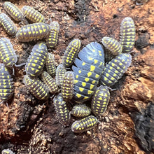 Load image into Gallery viewer, Armadillidium gestroi Isopods