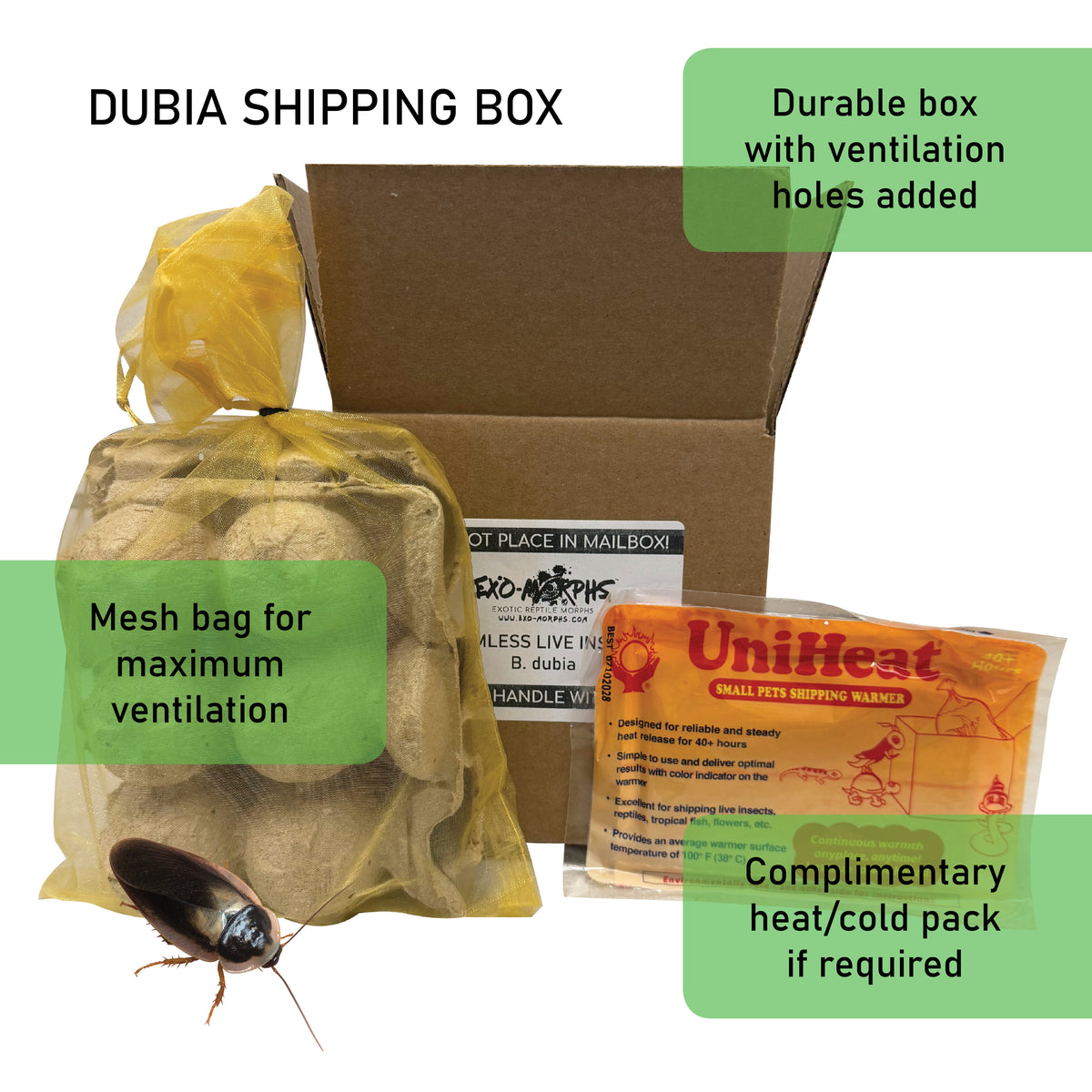Adult Male Dubia Roaches 1.5