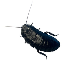 Load image into Gallery viewer, Gromphadorhina sp. “Black Tiger Hissing Cockroach” Adult Female - Free Shipping