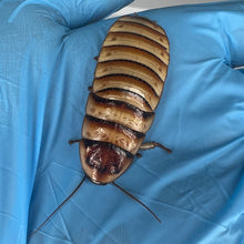 Load image into Gallery viewer, Elliptorhina javanica "Halloween Madagascar Hissing Cockroach" Adult Female - Free Shipping