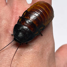 Load image into Gallery viewer, Gromphadorhina portentosa "Madagascar Hissing Cockroach" Adult Pair (1 Male & 1 Female) - Free Shipping