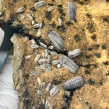Load image into Gallery viewer, Armadillidium peraccae Isopods - Free Shipping