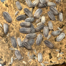 Load image into Gallery viewer, Armadillidium peraccae Isopods - Free Shipping