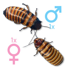 Load image into Gallery viewer, Elliptorhina javanica "Halloween Madagascar Hissing Cockroach" Adult Pair (1 Male & 1 Female) - Free Shipping