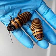Load image into Gallery viewer, Elliptorhina javanica "Halloween Madagascar Hissing Cockroach" Adult Pair (1 Male & 1 Female) - Free Shipping