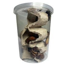 Load image into Gallery viewer, Elliptorhina javanica "Halloween Madagascar Hissing Cockroach" Adult Pair (1 Male & 1 Female) - Free Shipping