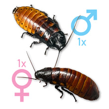 Load image into Gallery viewer, Gromphadorhina portentosa "Madagascar Hissing Cockroach" Adult Pair (1 Male & 1 Female) - Free Shipping