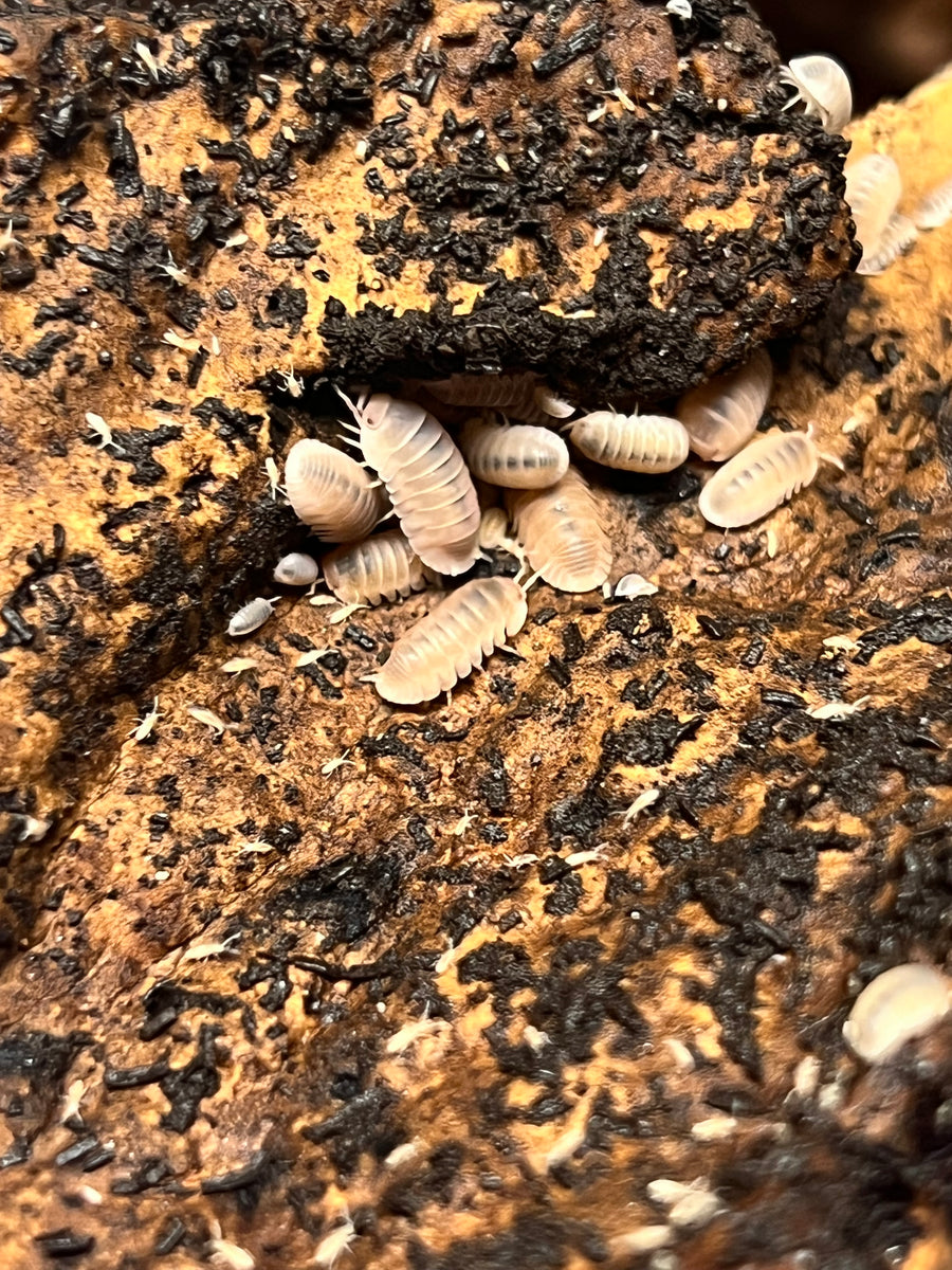 Cubaris murina "Papaya" Isopods Free Shipping ExoMorphs