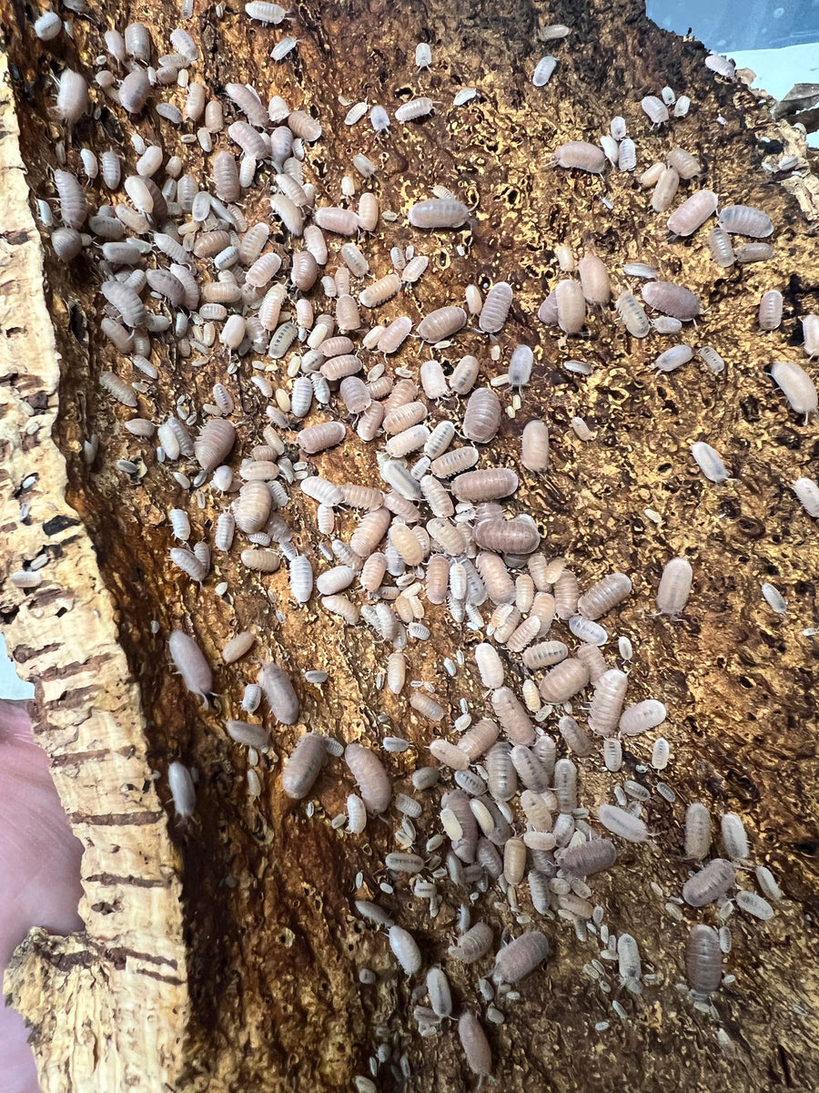 Cubaris murina "Papaya" Isopods Free Shipping ExoMorphs