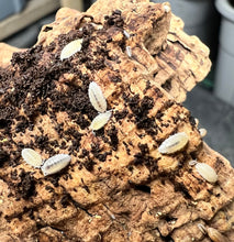 Load image into Gallery viewer, Trichorhina tomentosa "Dwarf White" Isopods - Free Shipping