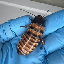 Load image into Gallery viewer, Elliptorhina javanica "Halloween Madagascar Hissing Cockroach" Adult Male - Free Shipping