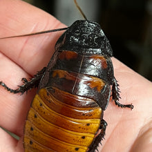 Load image into Gallery viewer, Gromphadorhina portentosa "Madagascar Hissing Cockroach" Adult Male - Free Shipping