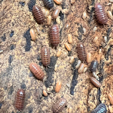 Load image into Gallery viewer, Armadillidium vulgare "St. Lucia" Isopods - Free Shipping