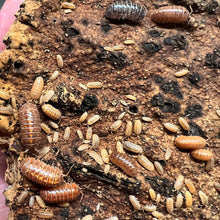 Load image into Gallery viewer, Armadillidium vulgare "St. Lucia" Isopods - Free Shipping