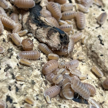 Load image into Gallery viewer, Cubaris murina "Papaya" Isopods - Free Shipping