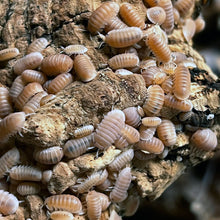 Load image into Gallery viewer, Cubaris murina "Papaya" Isopods - Free Shipping