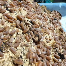 Load image into Gallery viewer, Cubaris murina "Papaya" Isopods - Free Shipping