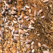Load image into Gallery viewer, Cubaris murina "Papaya" Isopods - Free Shipping