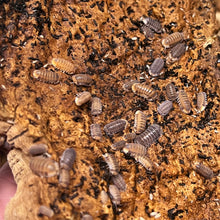 Load image into Gallery viewer, Cubaris sp. "Red Pak Chong" Isopods - Free Shipping