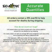 Load image into Gallery viewer, Large Dubia Roaches (3/4" to 1"+) - Free Shipping