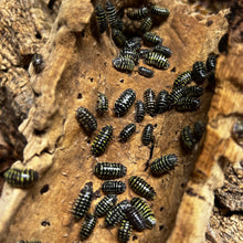 Load image into Gallery viewer, Armadillidium maculatum "Yellow Zebra" Isopods - Free Shipping