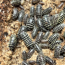 Load image into Gallery viewer, Armadillidium maculatum "Yellow Zebra" Isopods - Free Shipping