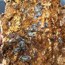 Load image into Gallery viewer, Porcellio laevis "Dairy Cow" Isopods - Free Shipping