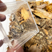 Load image into Gallery viewer, Porcellio laevis "Dairy Cow" Isopods - Free Shipping