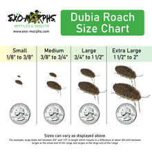 Load image into Gallery viewer, Medium Dubia Roaches (1/4&quot; to 3/4&quot;) - Free Shipping