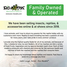 Load image into Gallery viewer, Armadillidium maculatum "Yellow Zebra" Isopods - Free Shipping