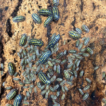 Load image into Gallery viewer, Armadillidium gestroi Isopods on Log