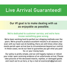 Load image into Gallery viewer, We Have a Live Arrival Guarantee