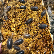 Load image into Gallery viewer, Porcellio dilatatus "Giant Canyon" Isopods