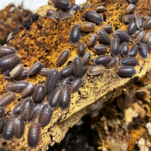 Load image into Gallery viewer, Porcellio dilatatus "Giant Canyon" Isopods