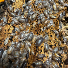 Load image into Gallery viewer, Porcellio laevis "Milkback" Isopods - Free Shipping