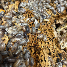 Load image into Gallery viewer, Porcellio laevis "Milkback" Isopods - Free Shipping