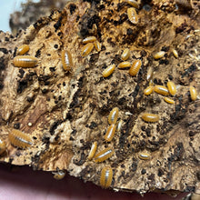 Load image into Gallery viewer, Porcellio laevis "Orange" Isopods - Free Shipping