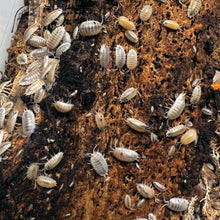 Load image into Gallery viewer, Porcellio laevis "White" Isopods - Free Shipping