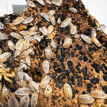 Load image into Gallery viewer, Porcellio laevis "White" Isopods - Free Shipping