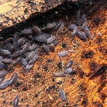 Load image into Gallery viewer, Porcellionides pruinosus "Powder Blue" Isopods - Free Shipping