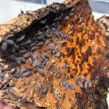 Load image into Gallery viewer, Porcellionides pruinosus "Powder Blue" Isopods - Free Shipping