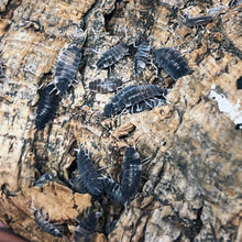 Load image into Gallery viewer, Porcellionides pruinosus "Powder Oreo Crumble" Isopods - Free Shipping