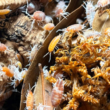 Load image into Gallery viewer, Porcellionides pruinosus "Powder Orange Cream" Isopods - Free Shipping