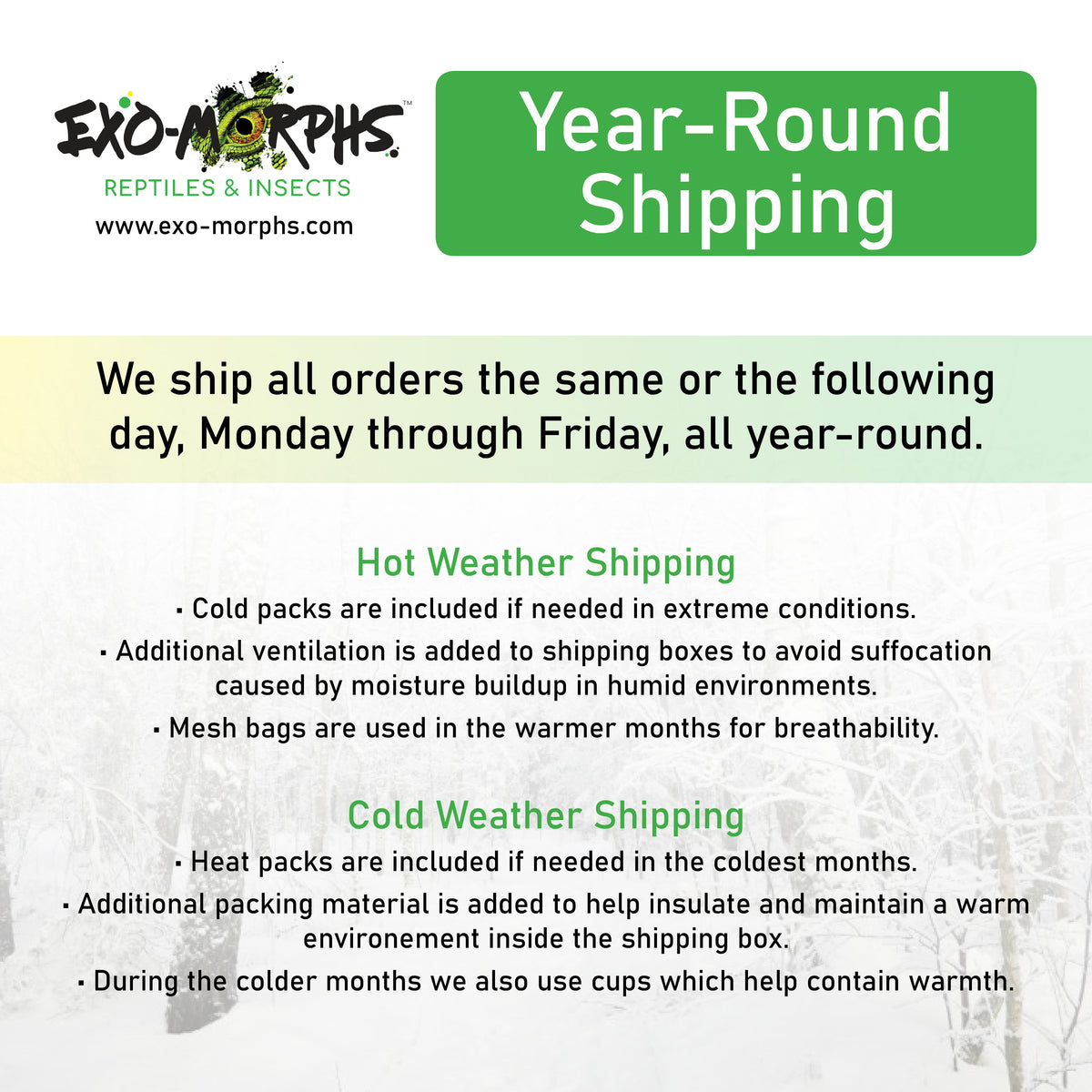 Porcellionides pruinosus Powder Orange Powder Blue "Party Mix" Isopods