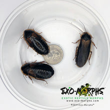 Load image into Gallery viewer, Breeder Starter Colony (Various Options) - Free Shipping