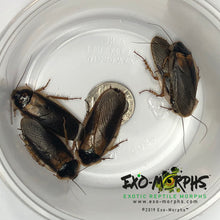Load image into Gallery viewer, Adult Male Dubia Roaches