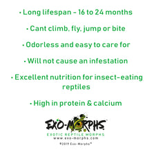 Load image into Gallery viewer, Breeder Starter Colony (Various Options) - Free Shipping