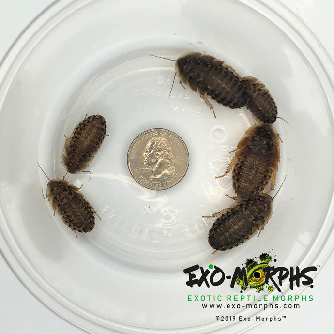 Large Dubia Roaches (3/4