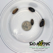 Load image into Gallery viewer, Medium Dubia Roaches (1/4" to 3/4") - Free Shipping