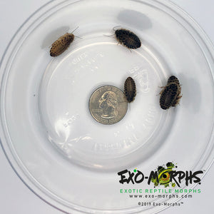 Medium Dubia Roaches (1/4" to 3/4") - Free Shipping